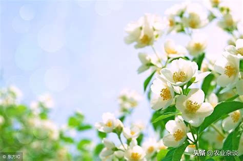 茉莉花怎麼種|茉莉花的種植方法：養護、修剪、澆水、施肥、換盆……一篇教會。